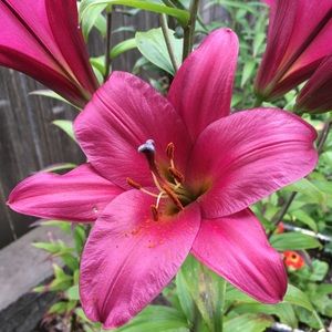 Meet your Posher, Sue